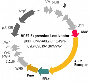 pCDH-CMV-ACE2-EF1α-Puro